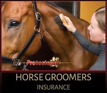 Woman grooming a horse promoting horse grooming insurance by Protectapet 